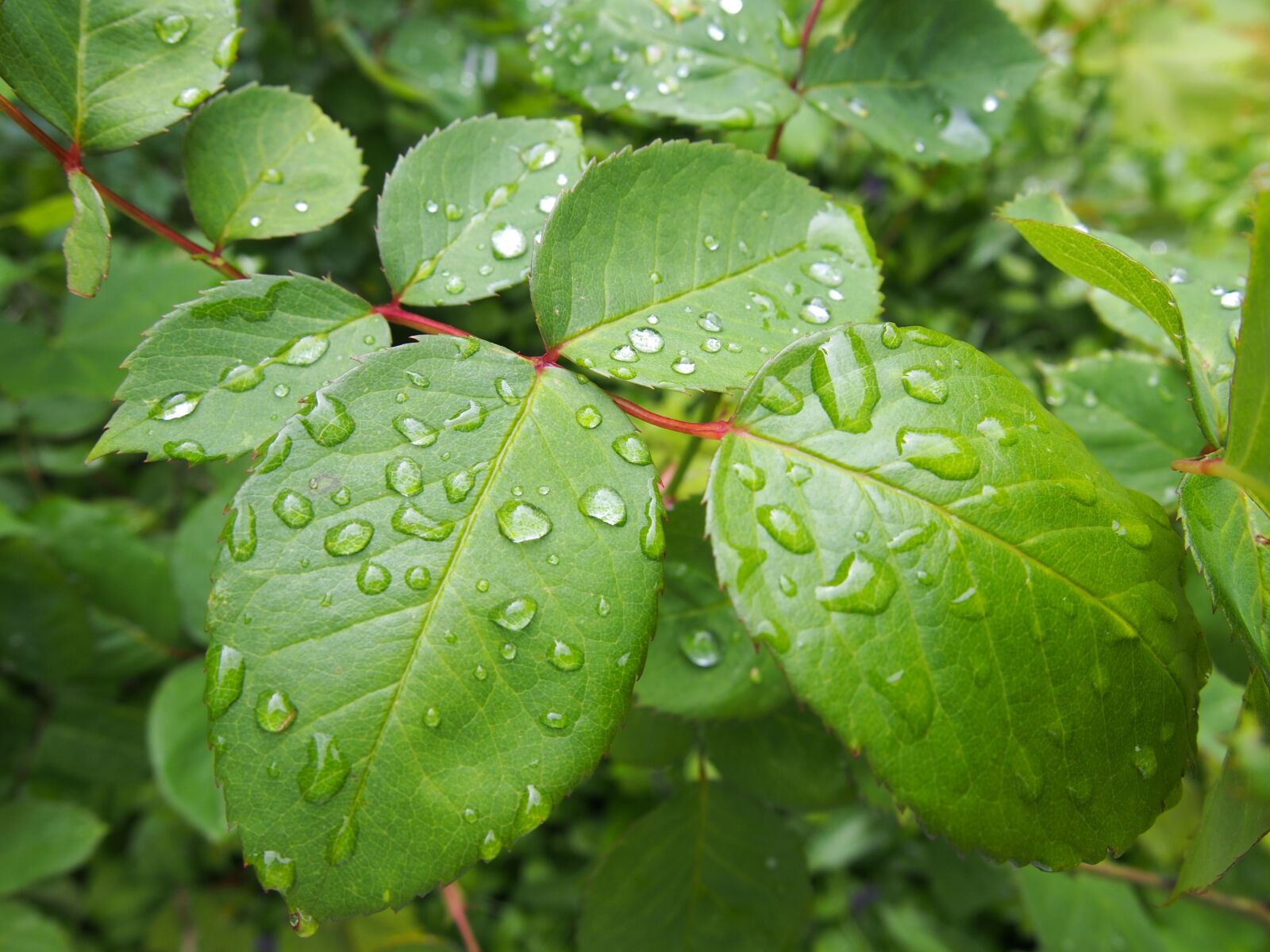 Olympus PEN E-PL6 sample photo. Dew, leaf, close up photography