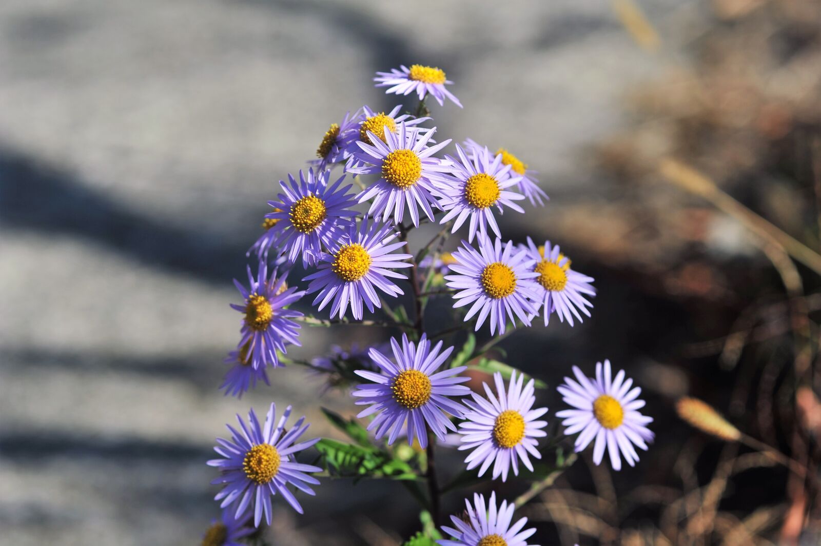 Nikon D3S sample photo. Wormwood some competition, wildflower photography