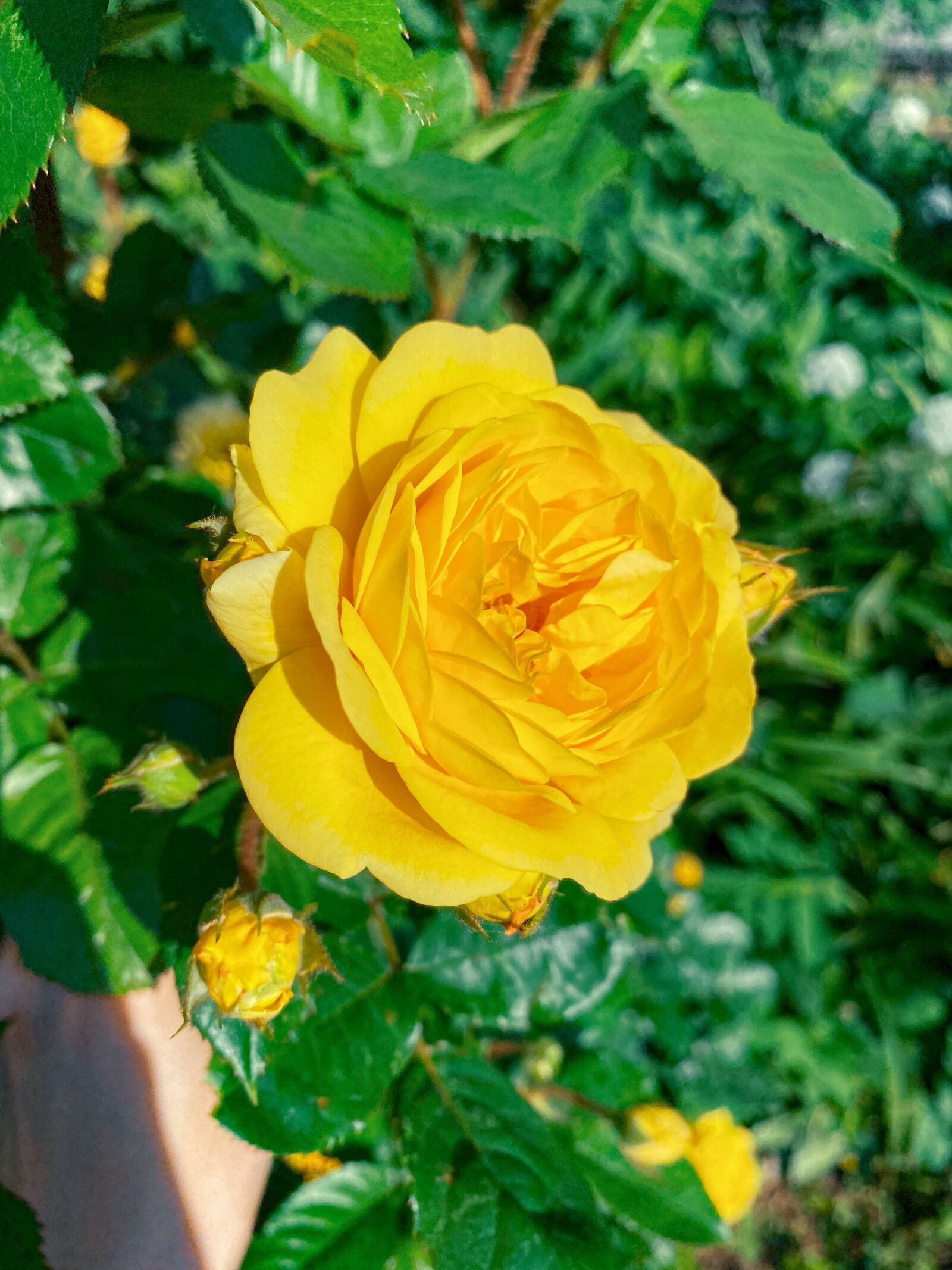 Apple iPhone 11 Pro sample photo. Rose, garden, flower photography