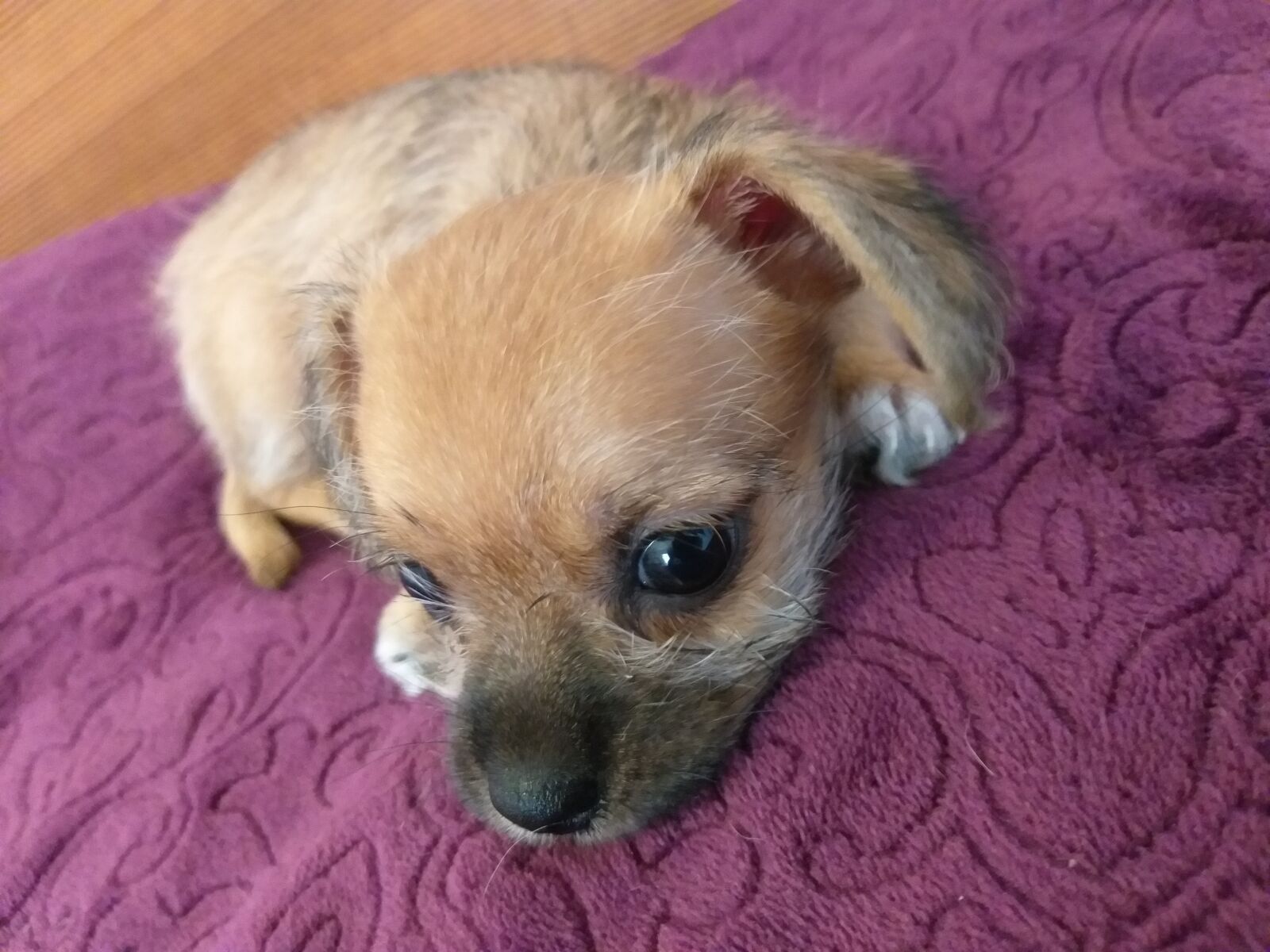 Samsung Galaxy J8 sample photo. Dog, puppy, pet photography
