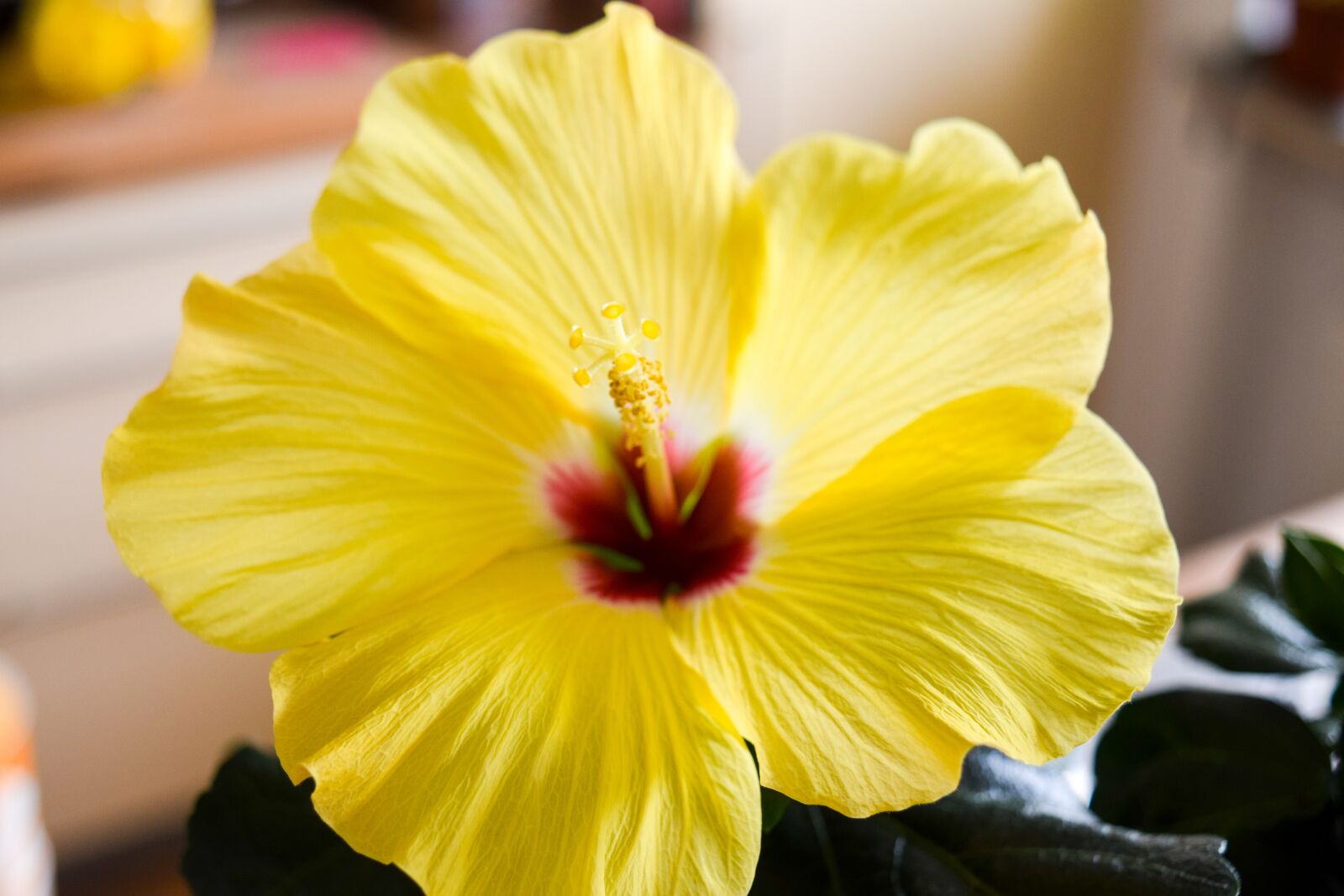 Nikon D5300 sample photo. Hibiscus, flower, plant photography
