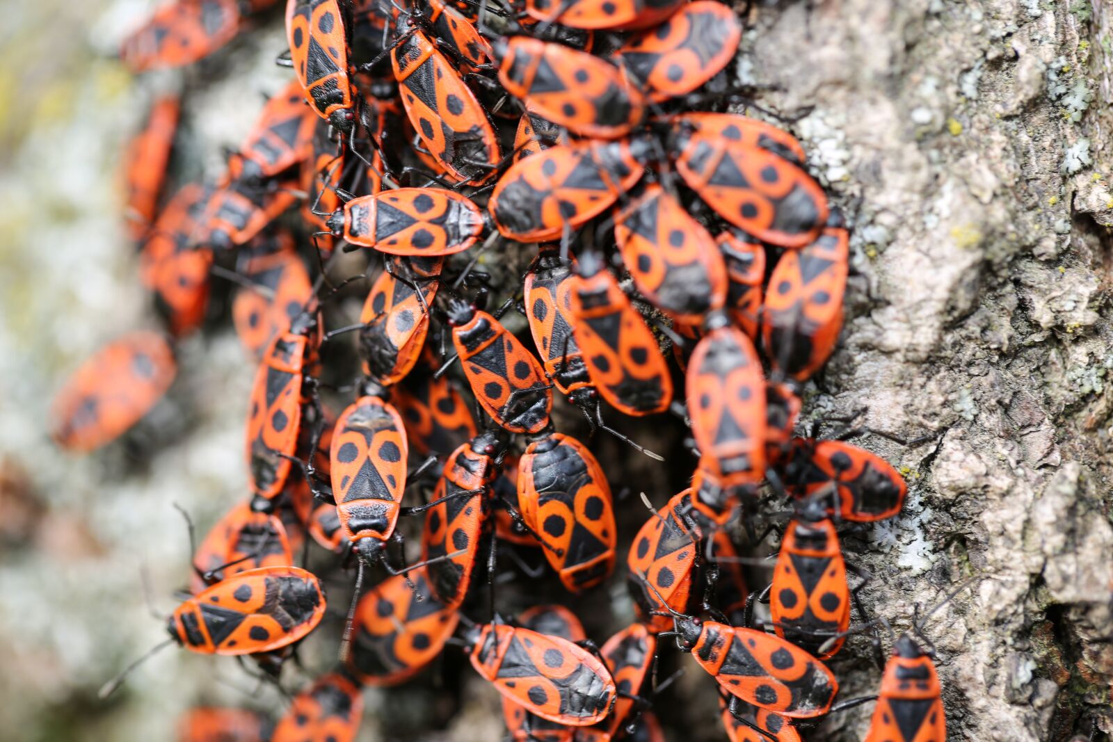 Canon EF 100mm F2.8L Macro IS USM sample photo. Fire beetle, beetle, animals photography