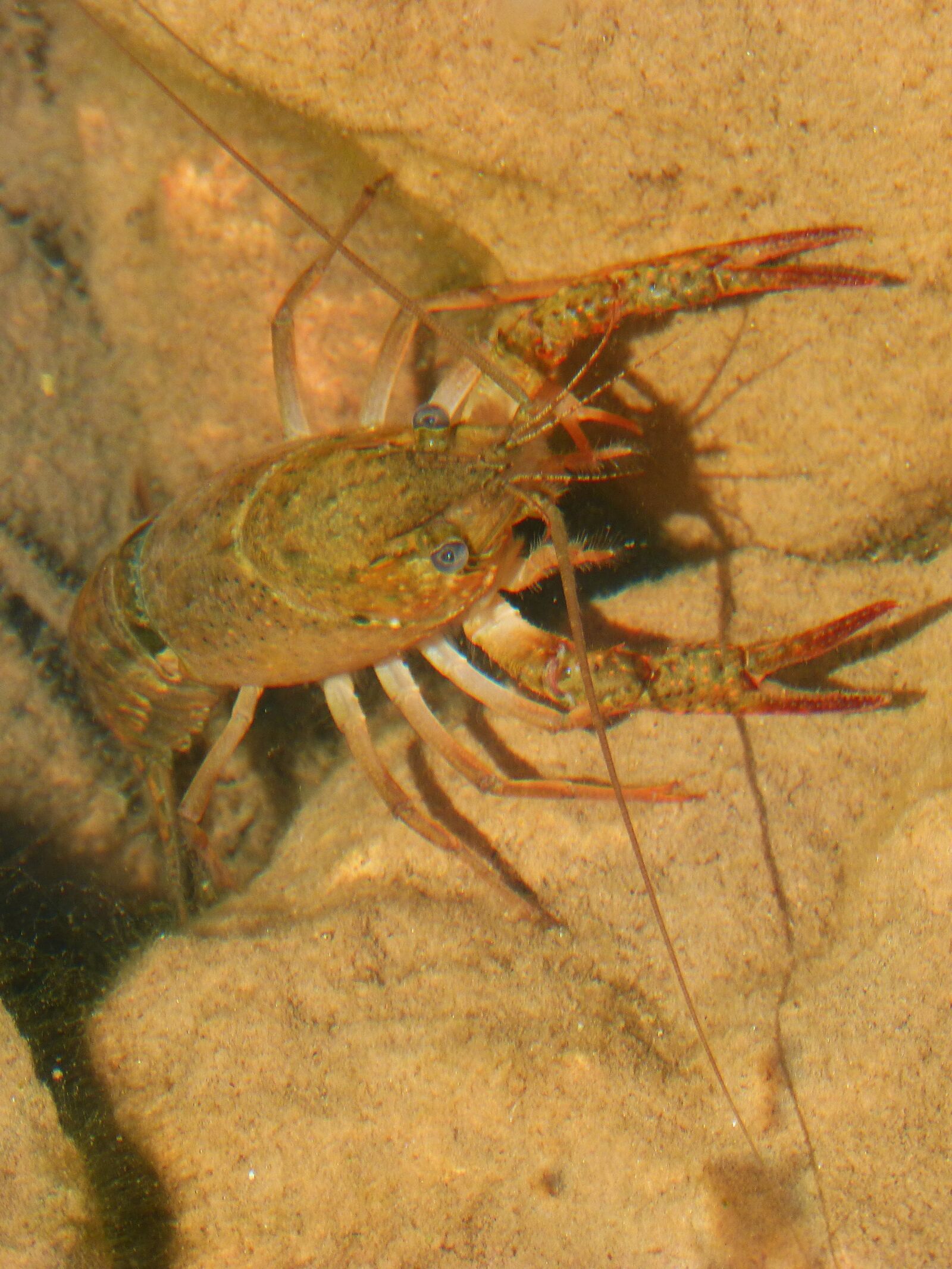 Panasonic DMC-FZ62 sample photo. Crayfish, montsant river, crab photography