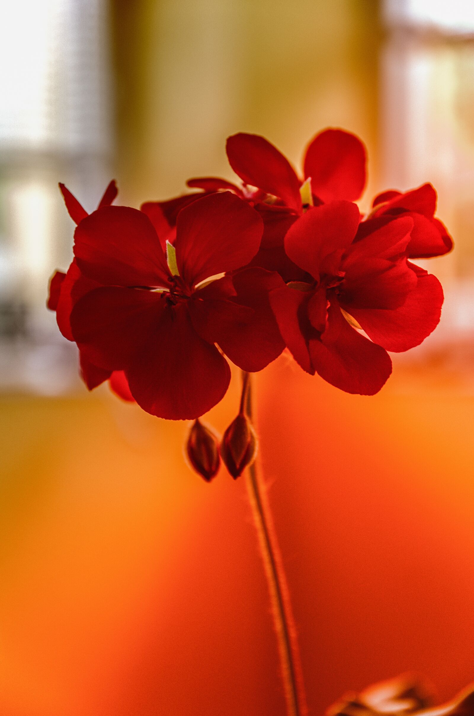 Nikon D7000 sample photo. Flower, close-up, nutmeg photography