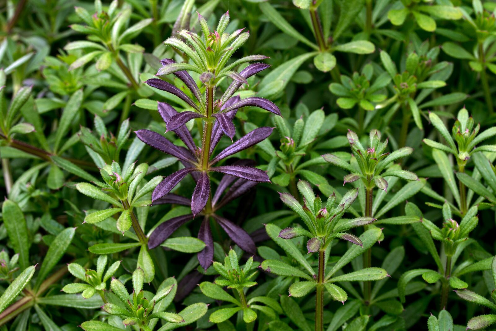 Canon EF-S 60mm F2.8 Macro USM sample photo. Lab herbs, galium, forest photography