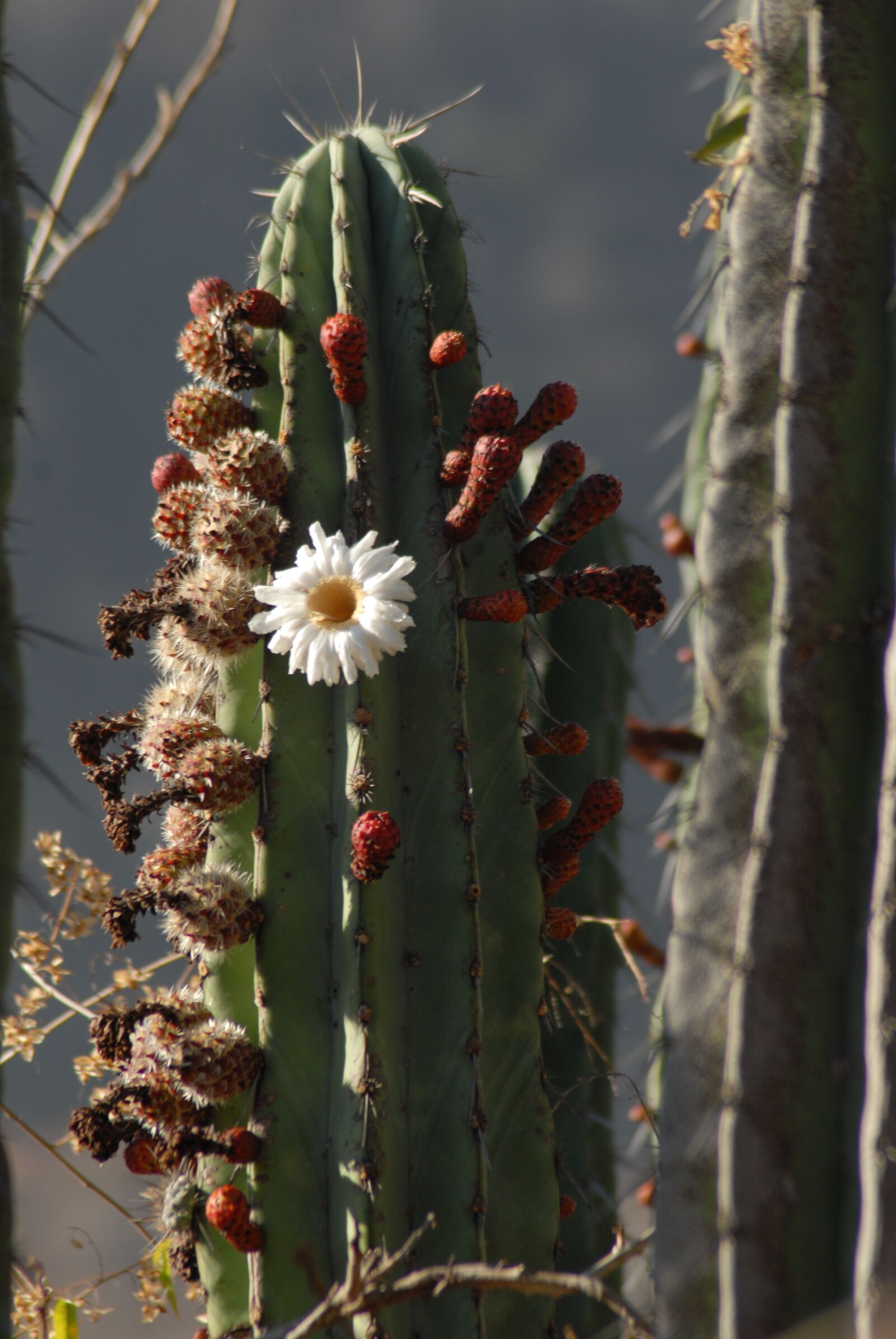 Nikon D200 sample photo. Organo, pitaya, nature photography