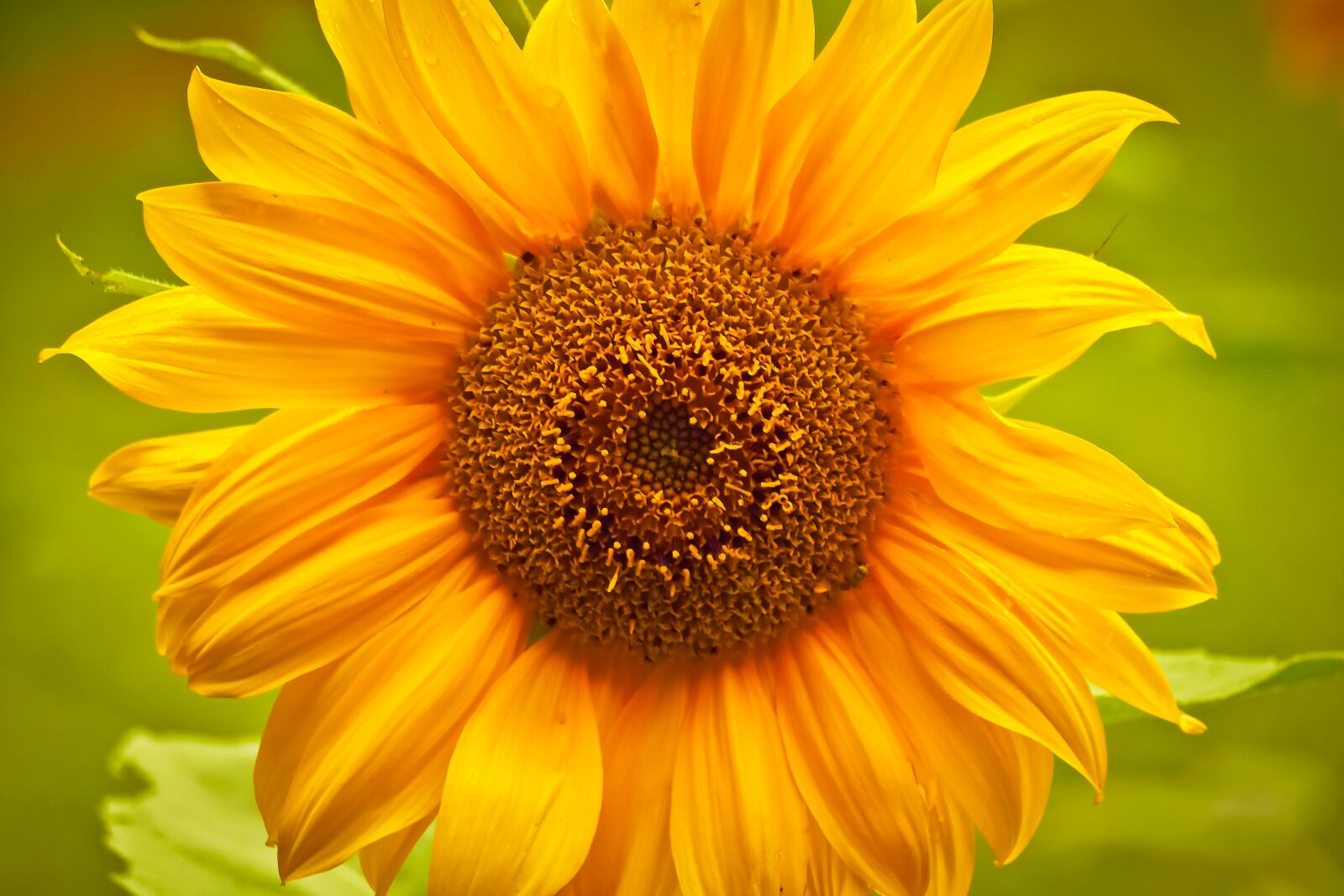 Olympus OM-D E-M10 sample photo. Sunflower, flower, yellow photography