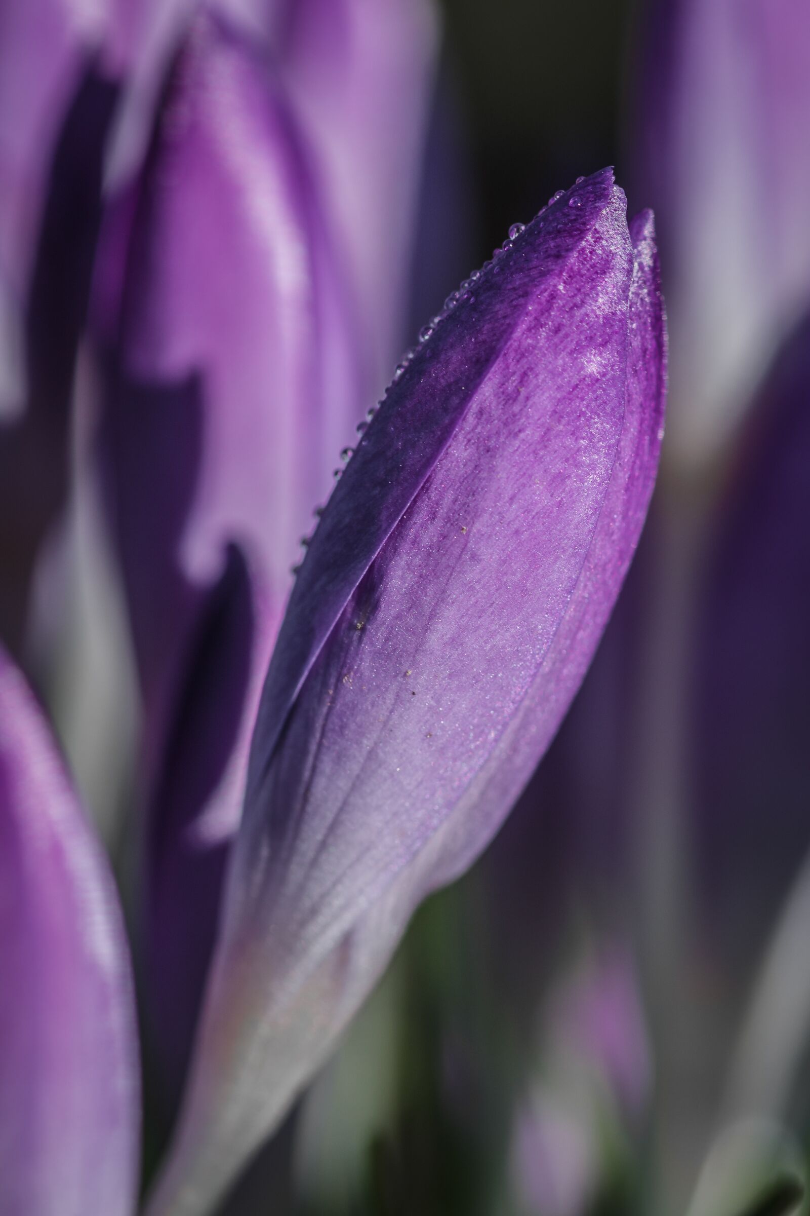 Canon EOS 70D sample photo. Flower, blossom, bloom photography