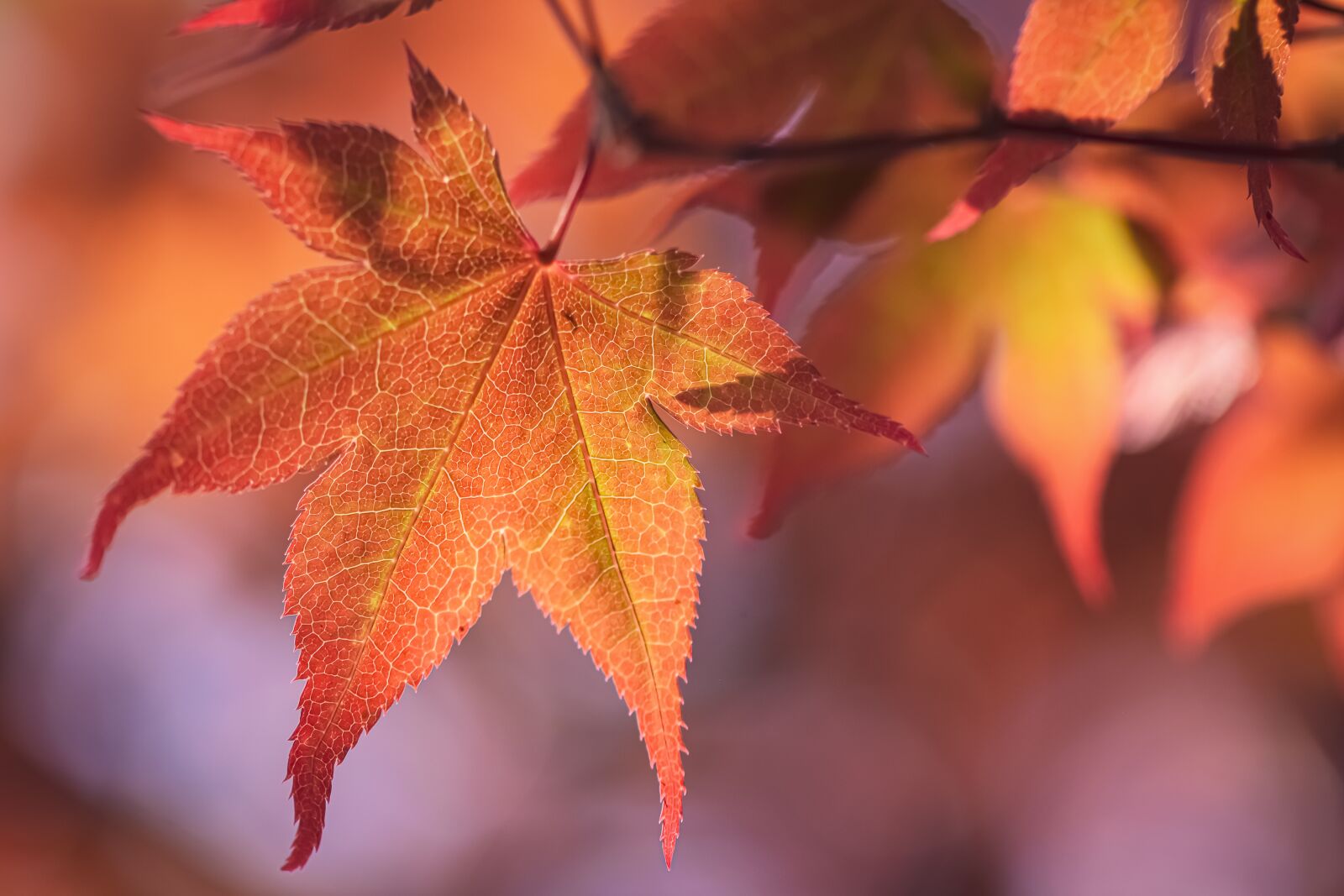 Nikon D7200 sample photo. Japanese maple, tree, nature photography