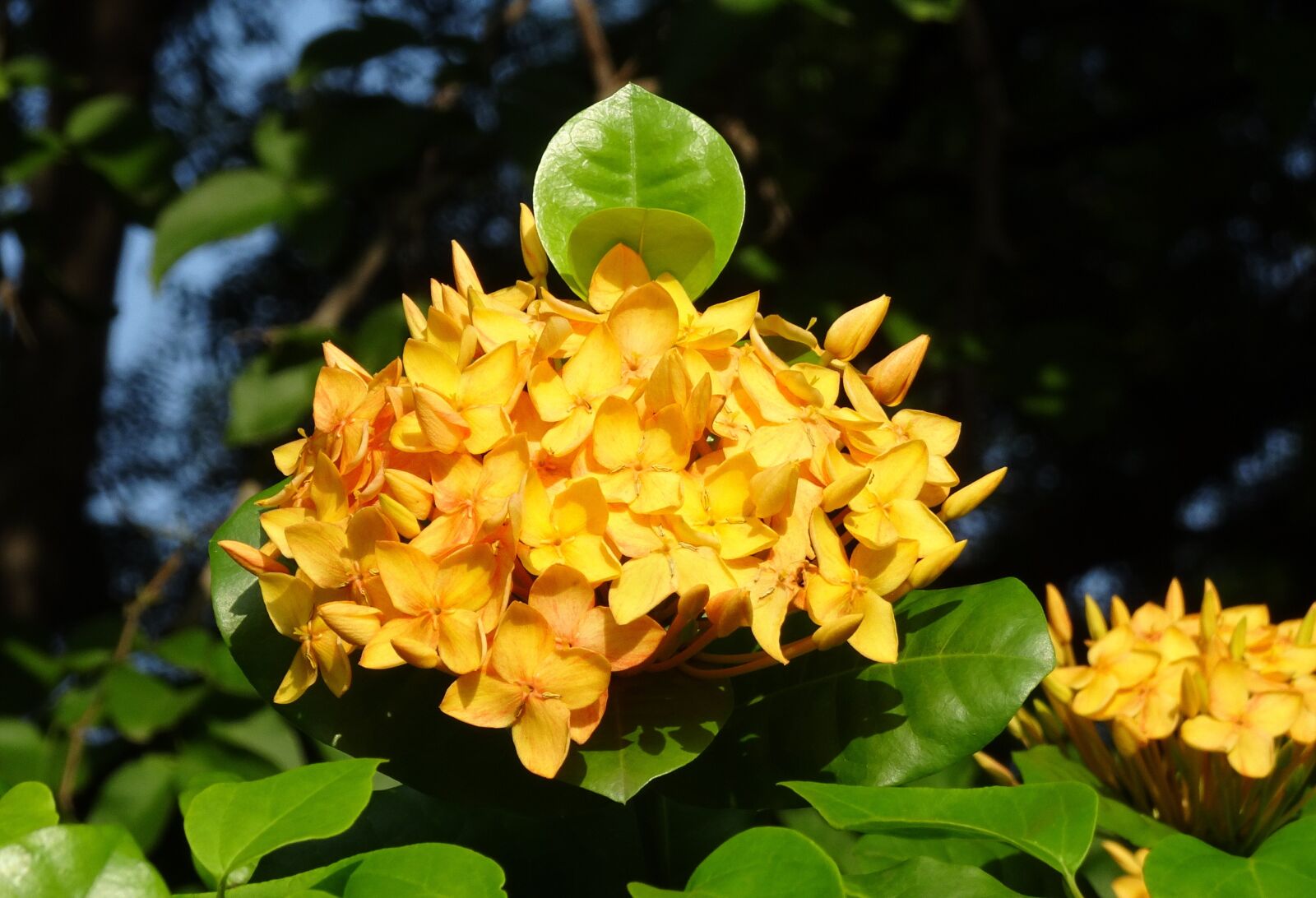 Sony Cyber-shot DSC-HX90V sample photo. Ixora, flower, jungle flame photography