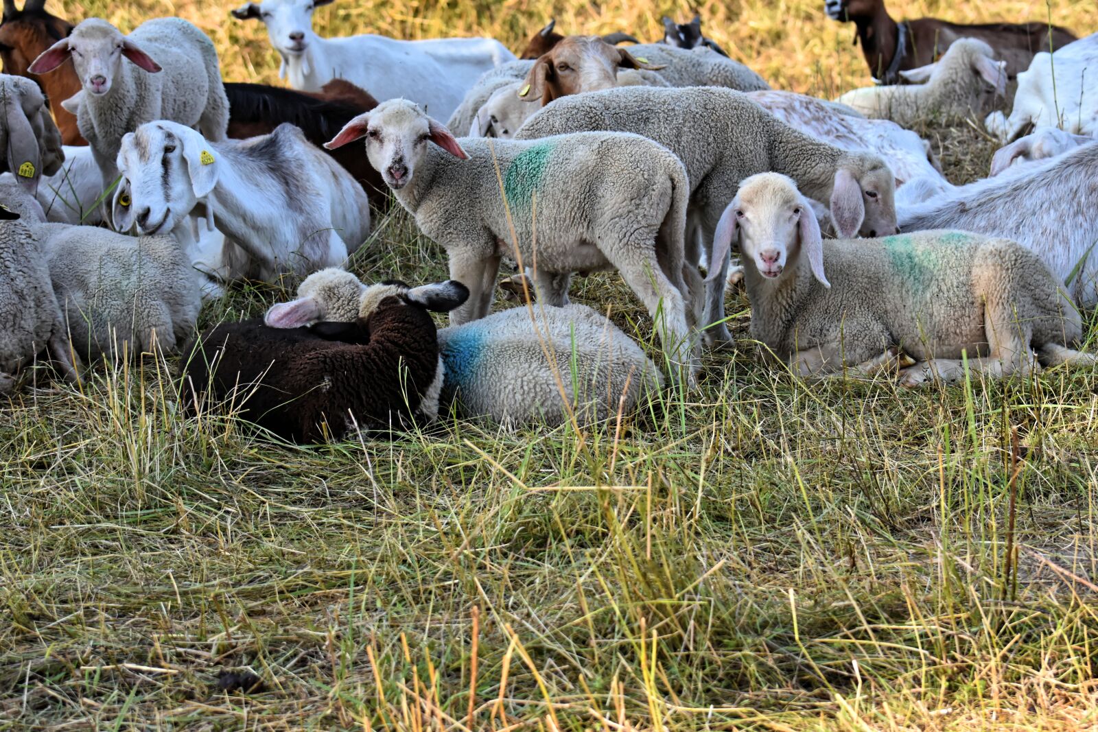 Nikon D7200 sample photo. Sheep, goats, lamb photography
