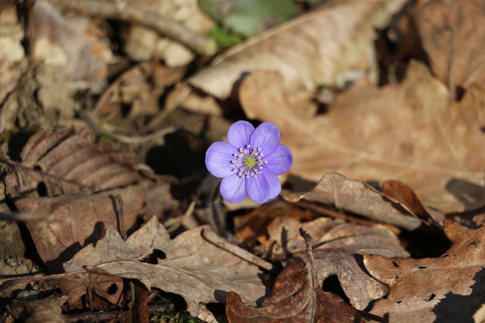 Canon EOS 700D (EOS Rebel T5i / EOS Kiss X7i) + Canon EF-S 18-135mm F3.5-5.6 IS STM sample photo. Hepatica, flower, nature photography