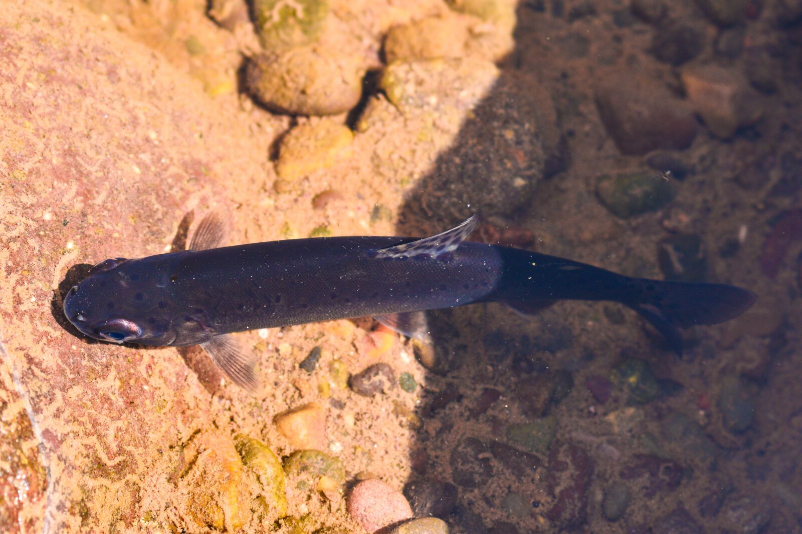 Nikon D3500 sample photo. River, fish, water photography