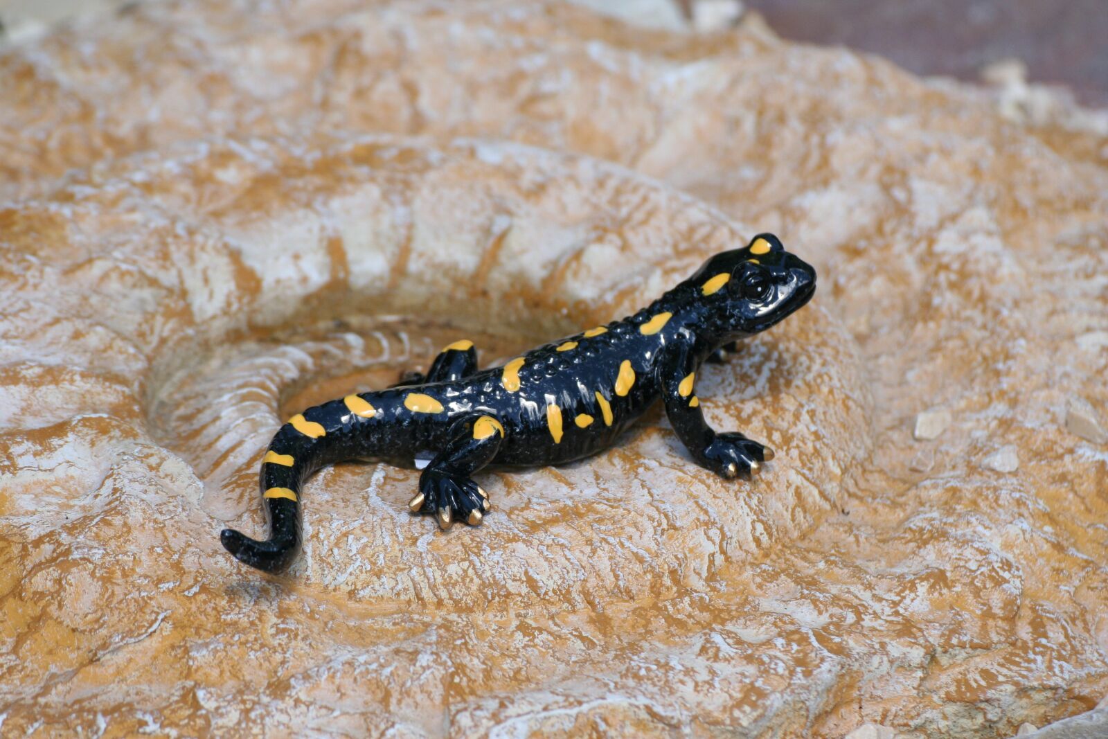 Canon EOS 350D (EOS Digital Rebel XT / EOS Kiss Digital N) sample photo. Salamander, fire salamander, reptile photography