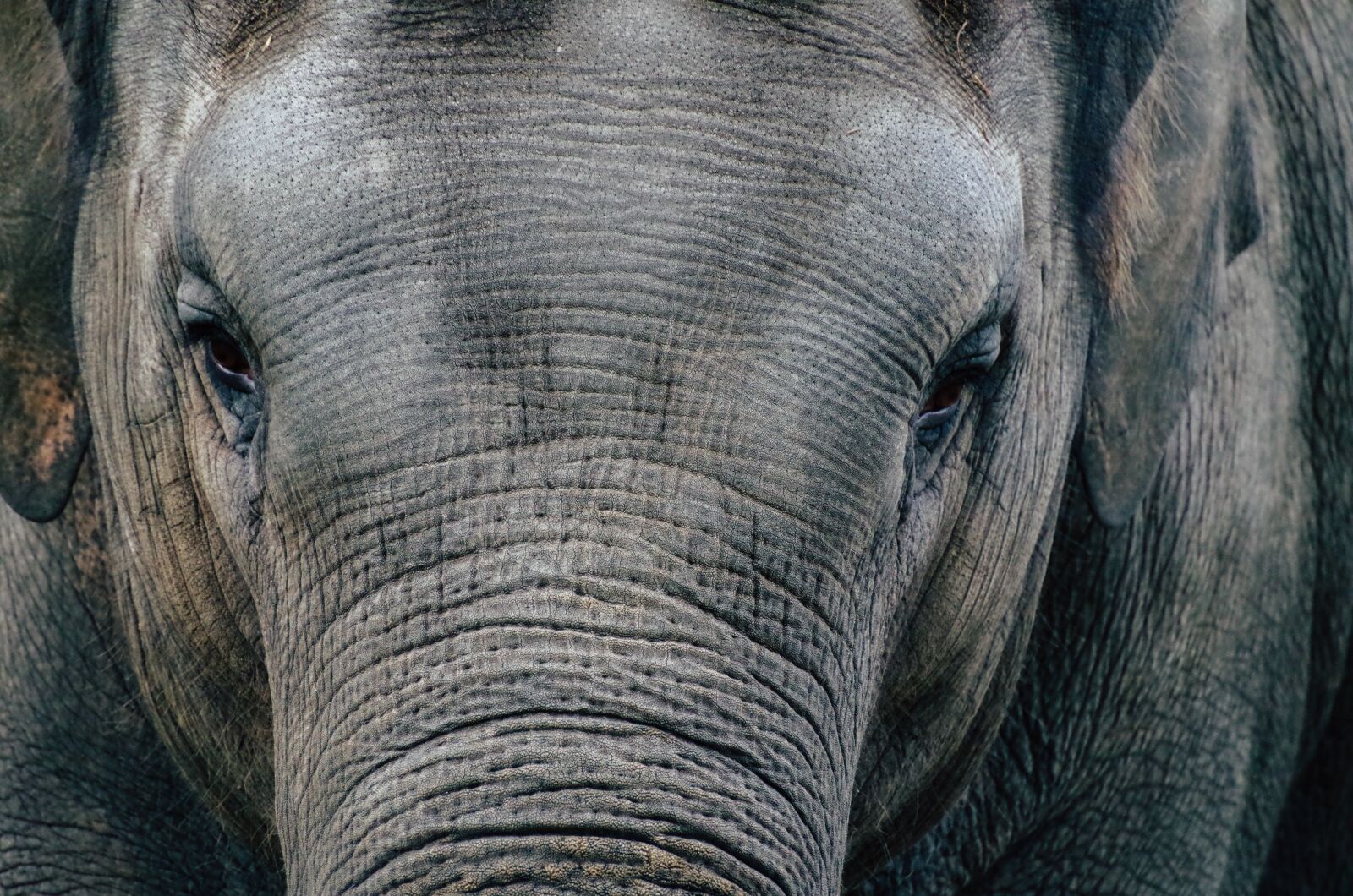 Pentax K-30 sample photo. Elephant, mammal, animal world photography