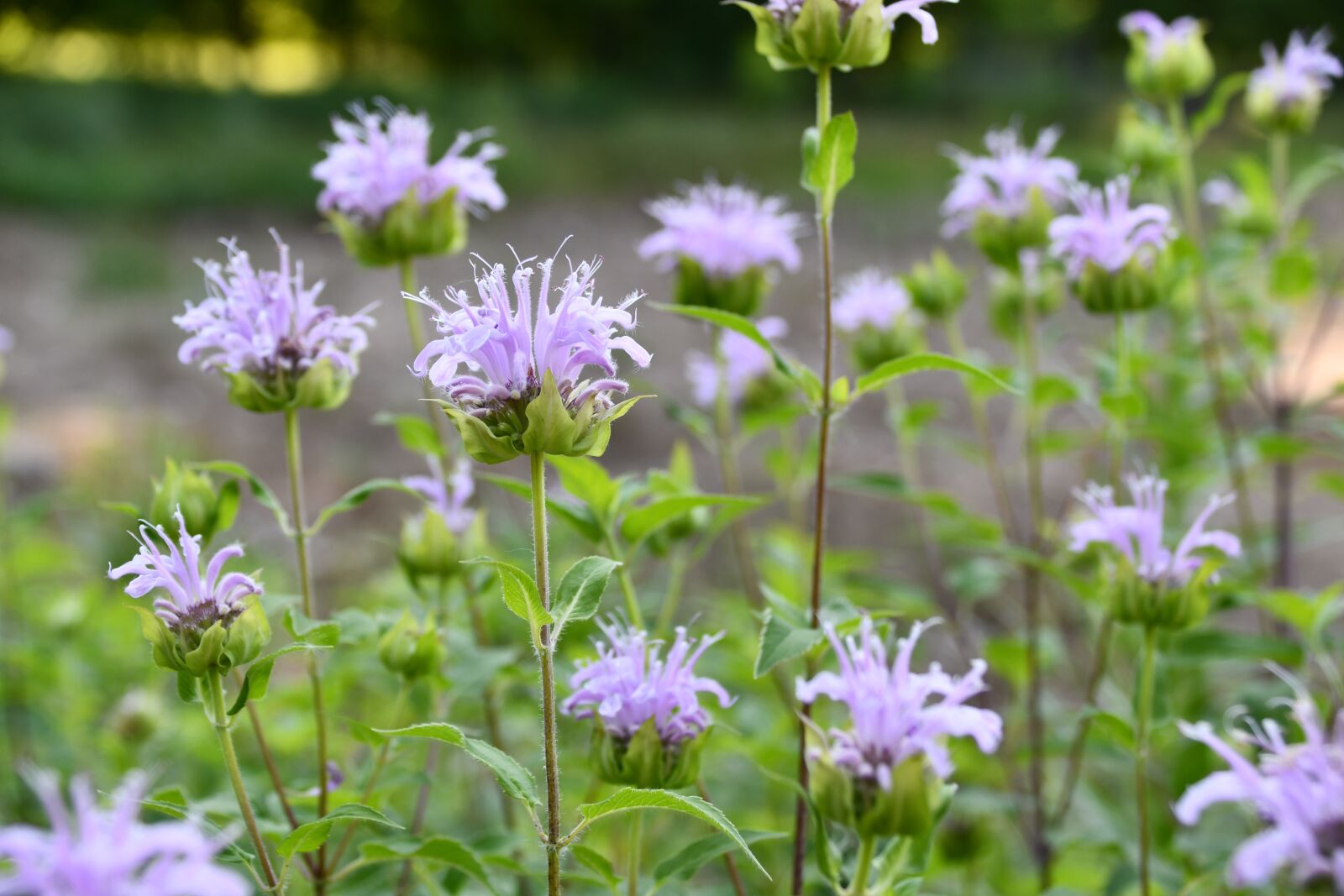Nikon D7500 sample photo. Flowers, nature, blossom photography