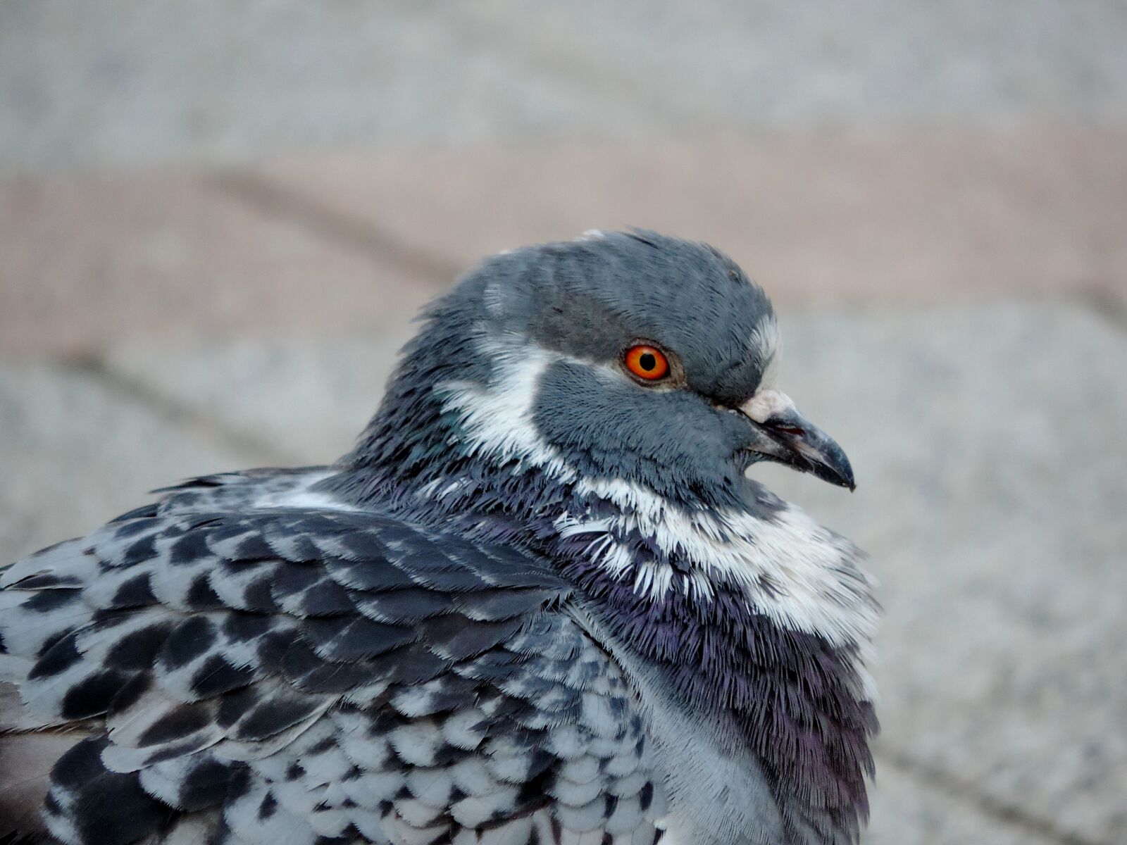 Nikon Coolpix P520 sample photo. Pigeon, feather, dove, wild photography