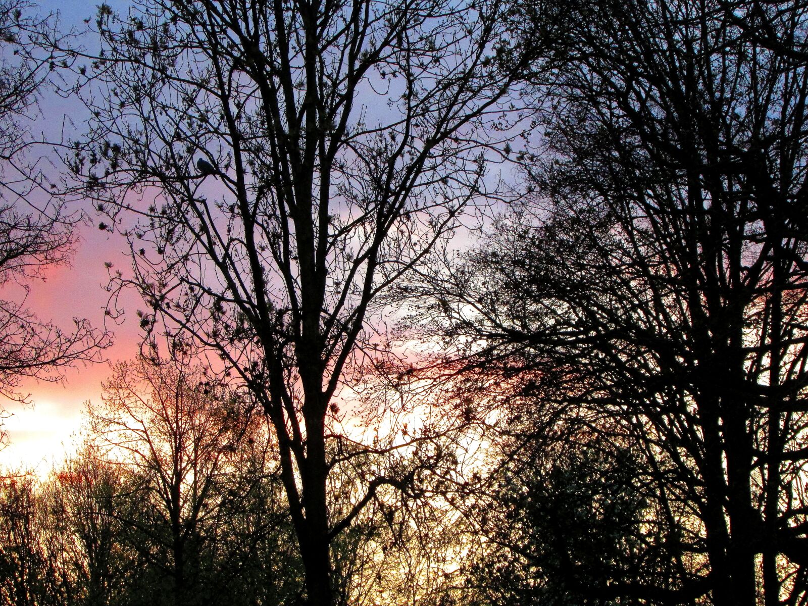 Canon PowerShot SX500 IS sample photo. Sunset, trees, silhouette photography