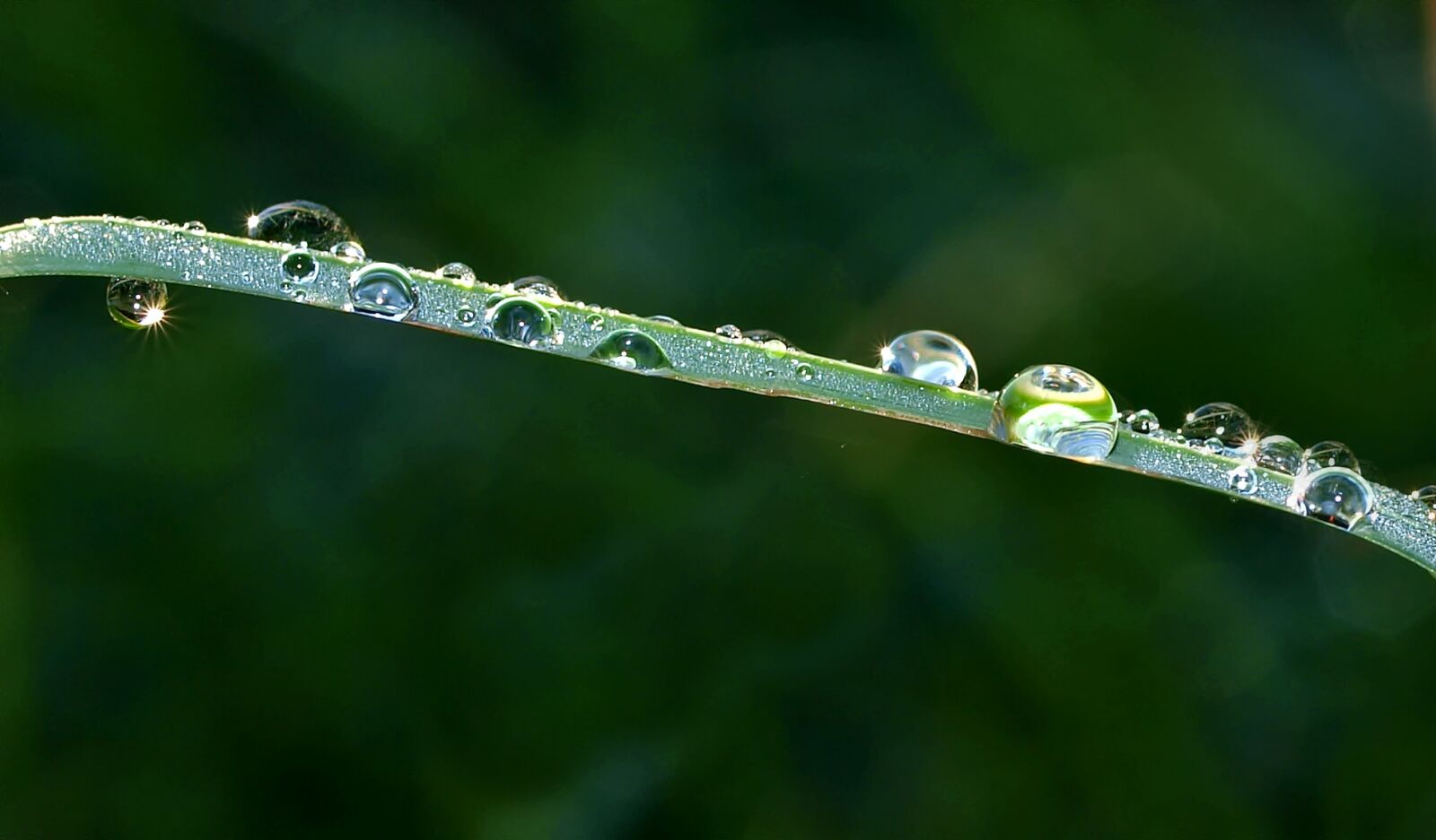 Olympus E-450 (EVOLT E-450) sample photo. Drop of water, raindrop photography