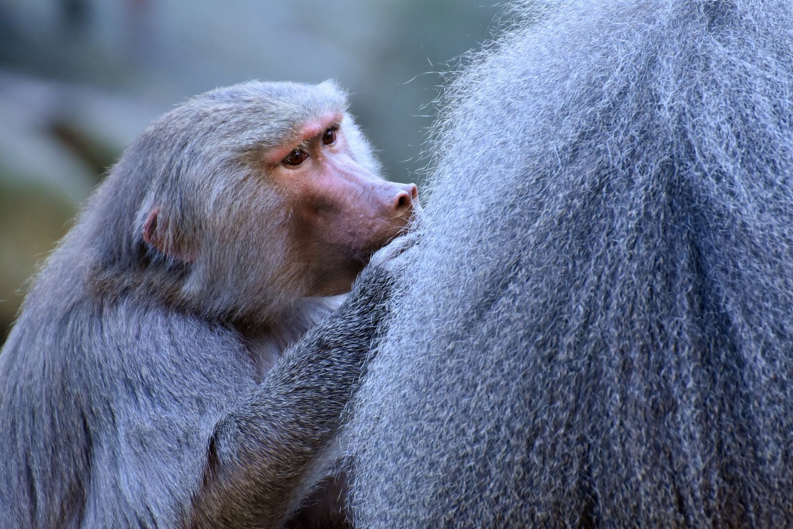 Nikon D7200 sample photo. Baboons, ape, smooch photography
