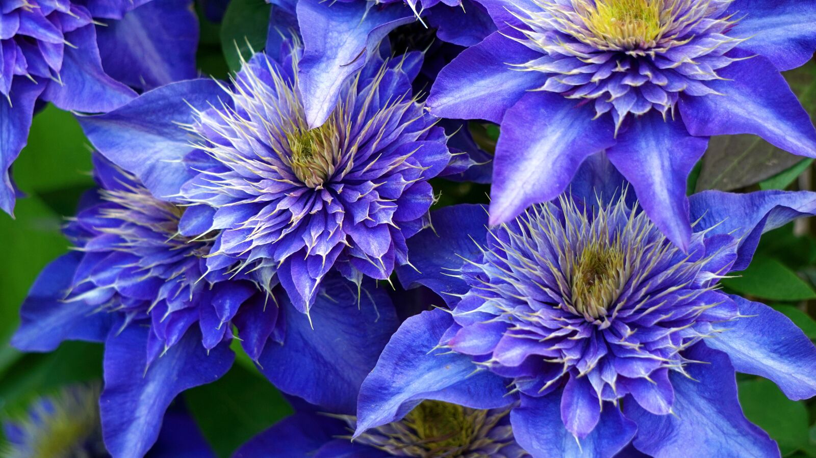 Sony Alpha a5000 (ILCE 5000) + Sony E 55-210mm F4.5-6.3 OSS sample photo. Clematis, blossom, bloom photography