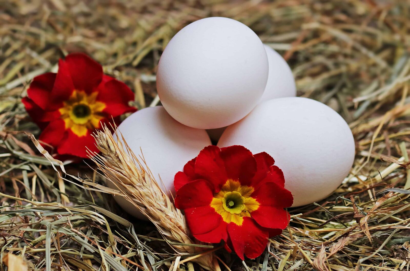Canon EOS 80D sample photo. Easter egg, decoration, nest photography
