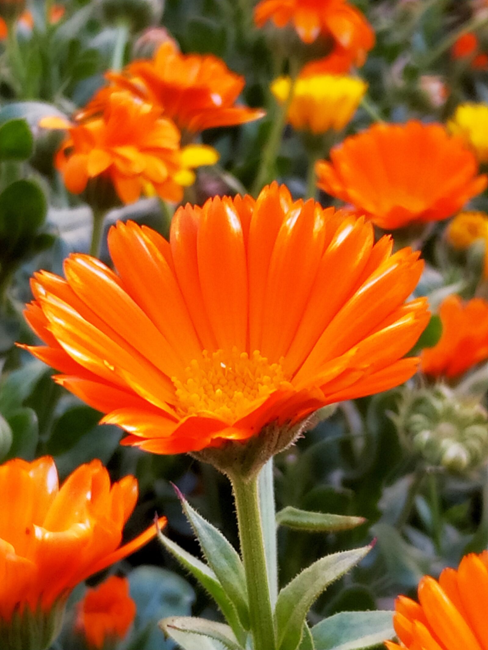Xiaomi MI 8 Lite sample photo. Flower, orange, garden photography