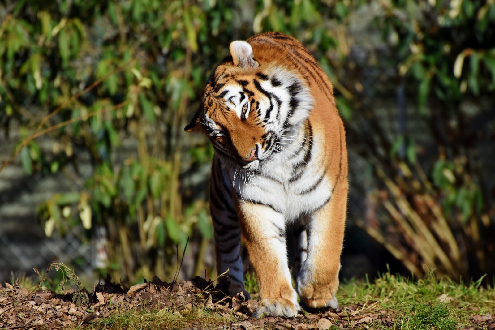Nikon D7200 sample photo. Tiger, big cat, predator photography
