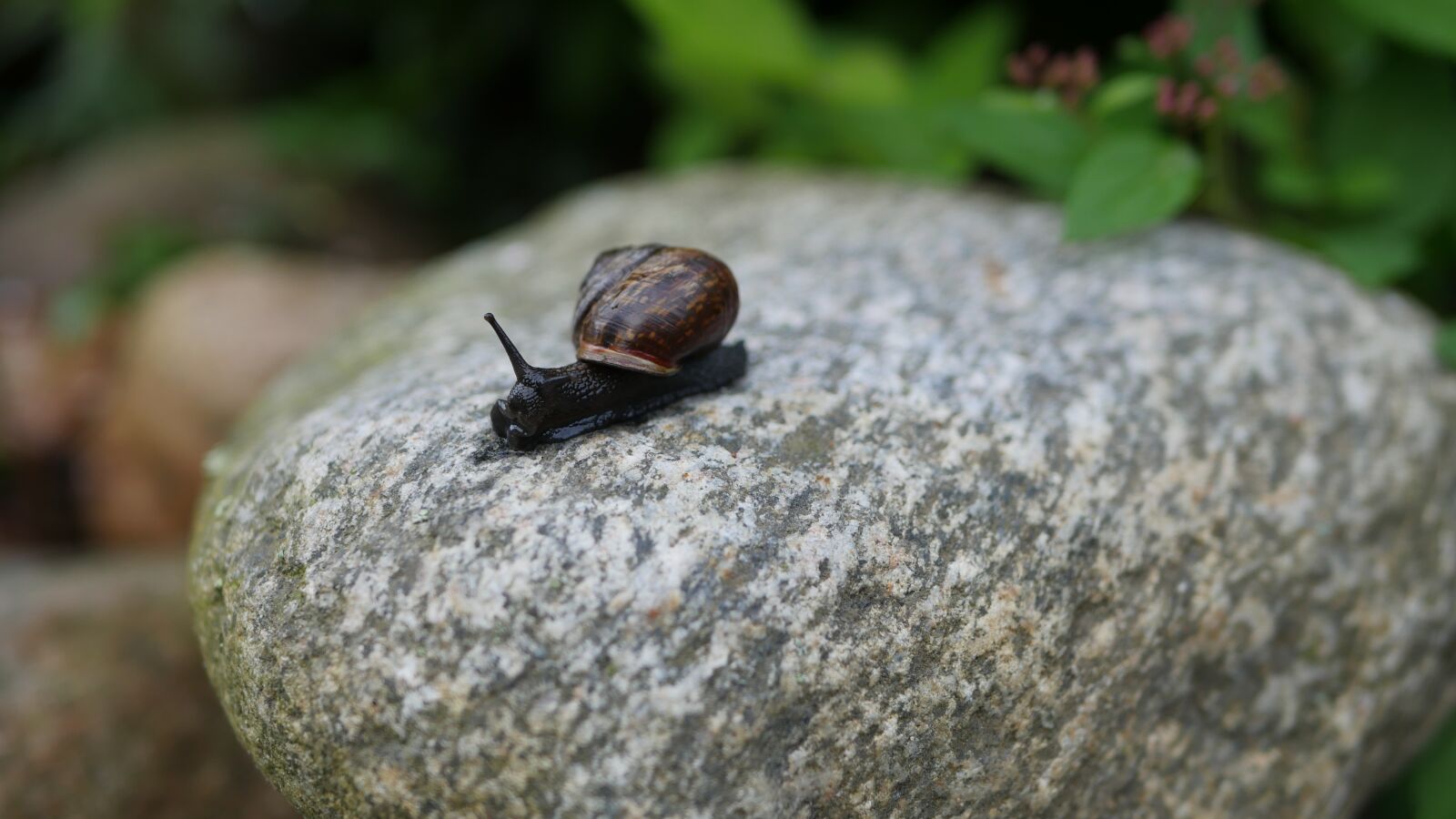 Panasonic Lumix DMC-GH4 sample photo. Snail, pest, garden pest photography