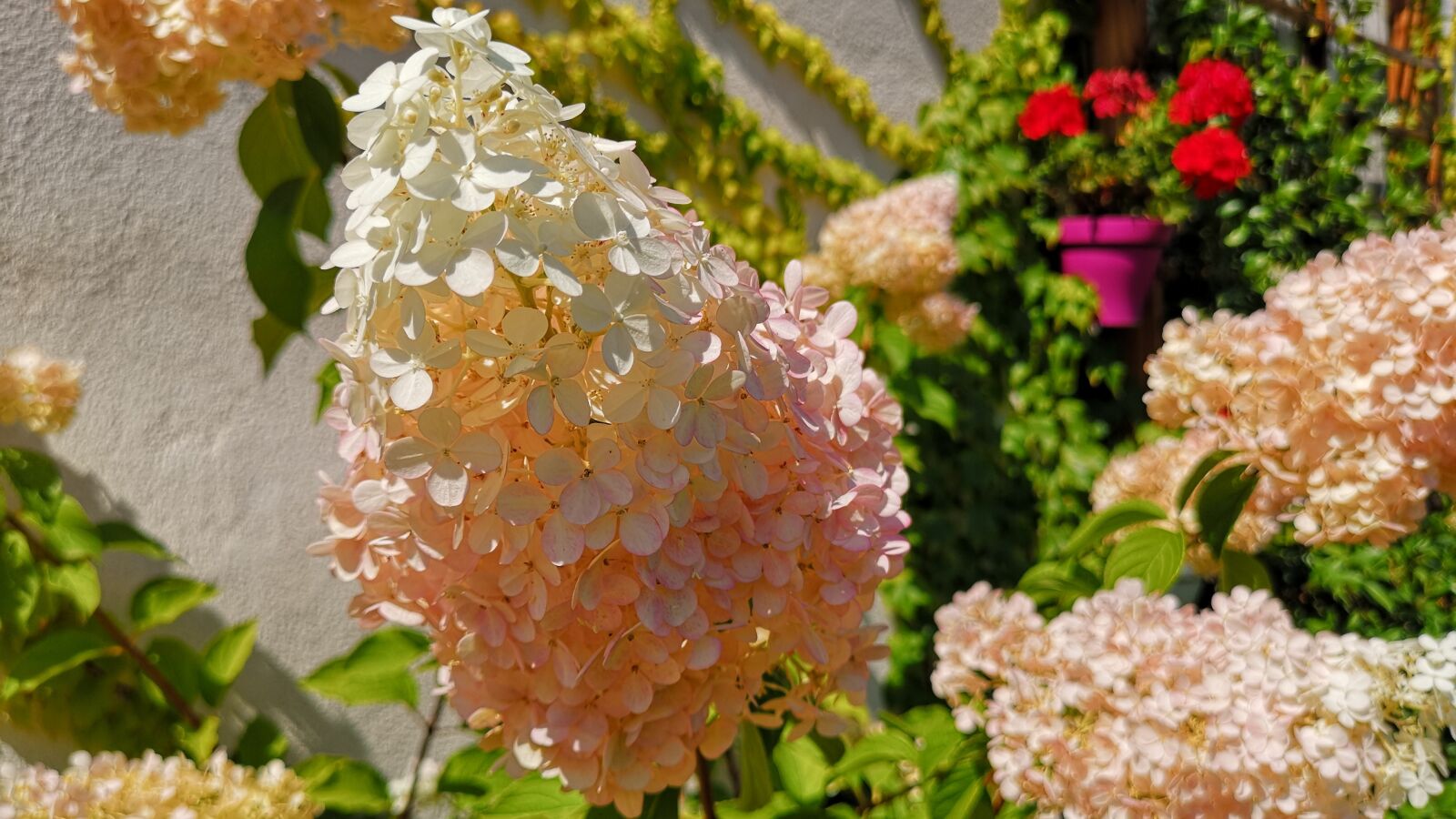 HUAWEI CLT-L09 sample photo. Hortènsia, flower, garden photography