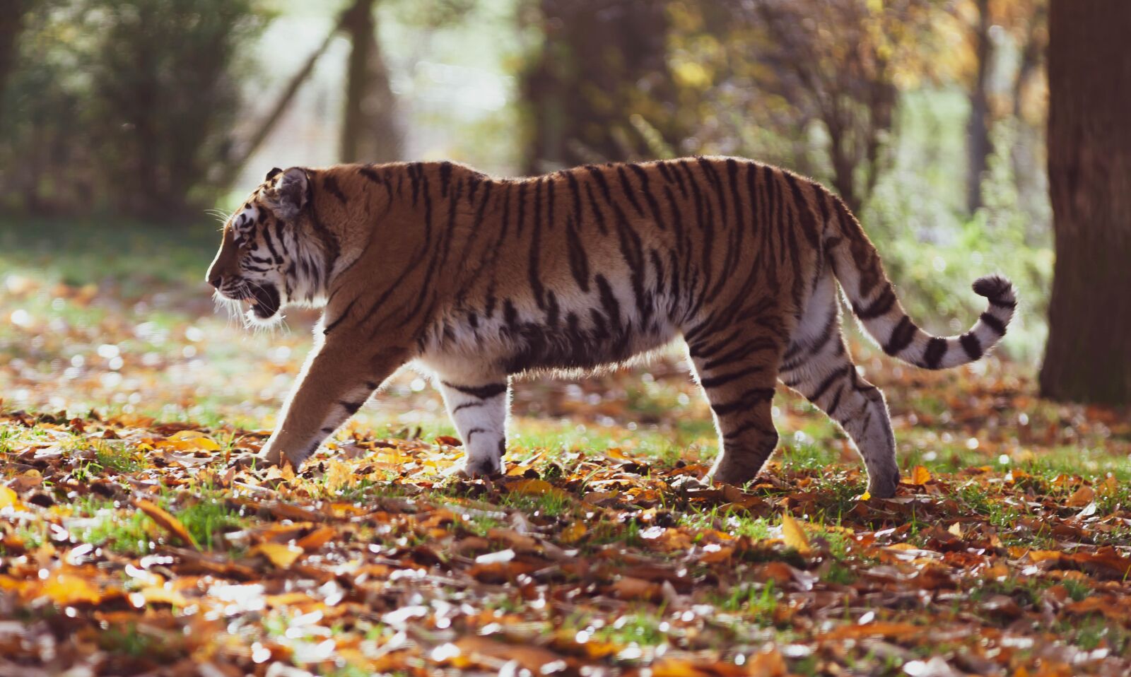 Canon EF 300mm F4L IS USM sample photo. Amur tiger, tiger, predator photography
