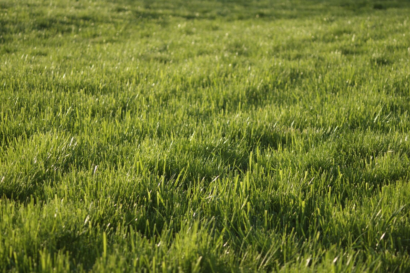 Sony Alpha DSLR-A290 sample photo. Grass, lawn, spring photography