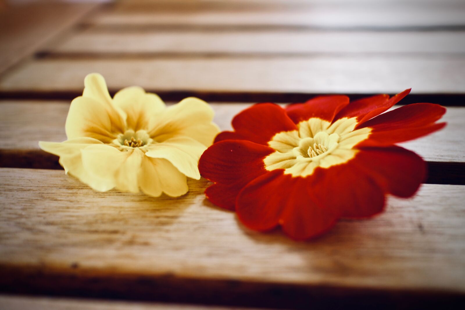 Canon EOS M sample photo. Spring, primroses, flower photography