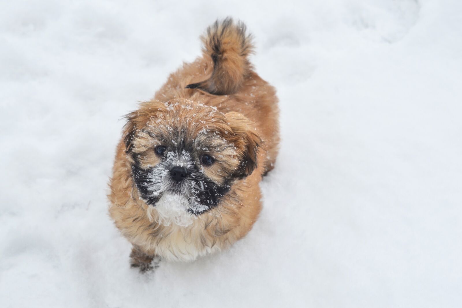 Nikon D3100 sample photo. Puppy, dog, snow photography
