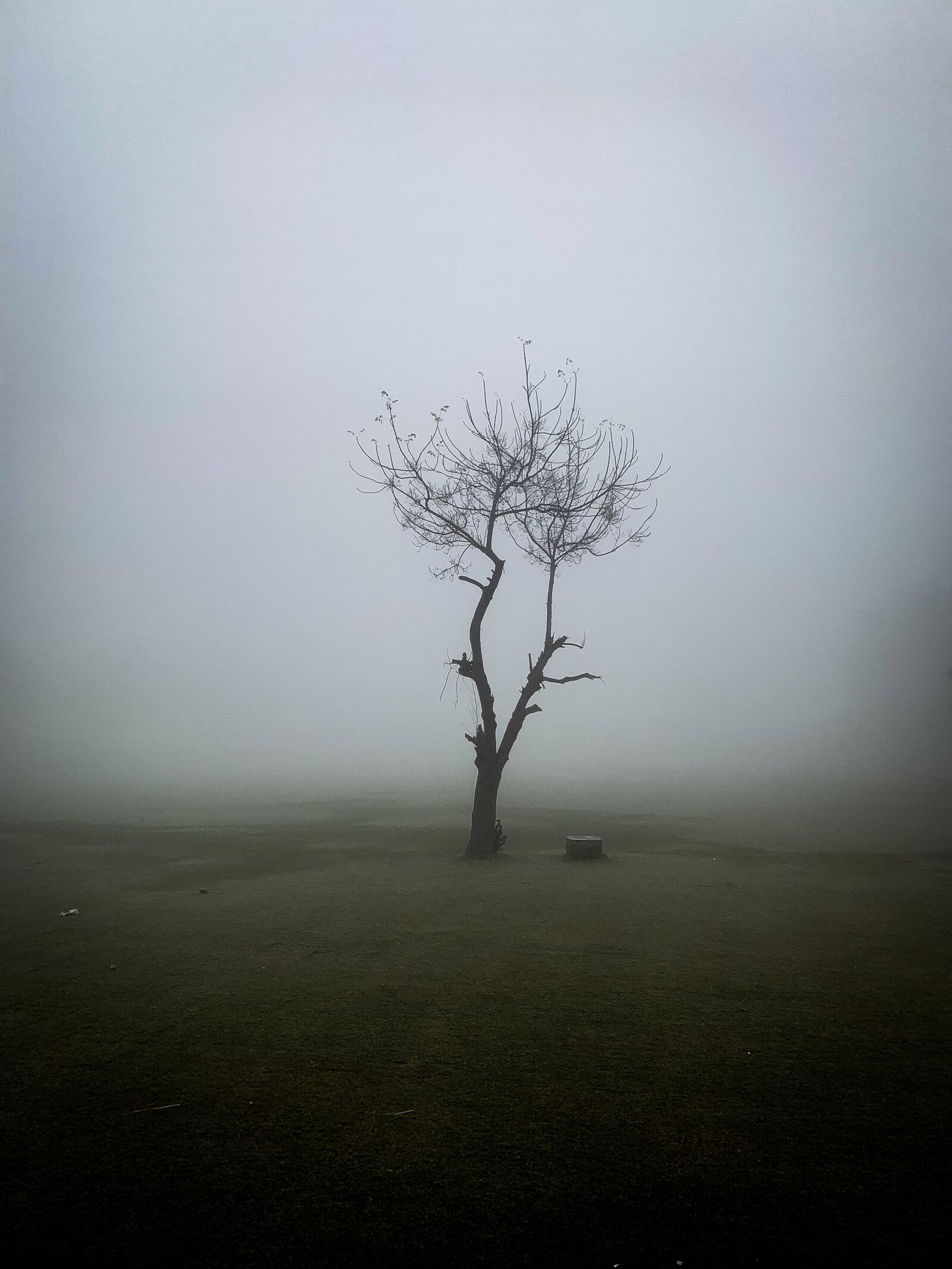 Apple iPhone XS Max sample photo. Tree, fog, nature photography