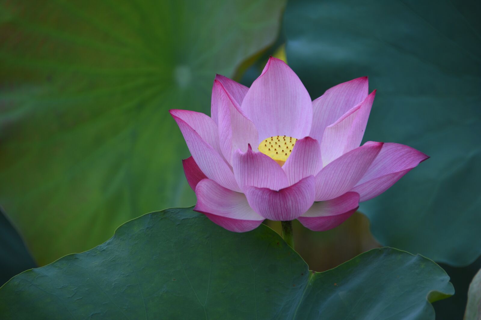 Nikon D7200 sample photo. Lotus flowers, pink, ao photography