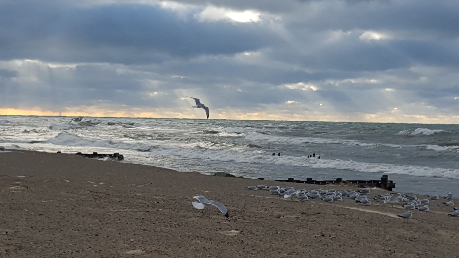 Samsung Galaxy S6 sample photo. Lake, seagulls, sunrays photography