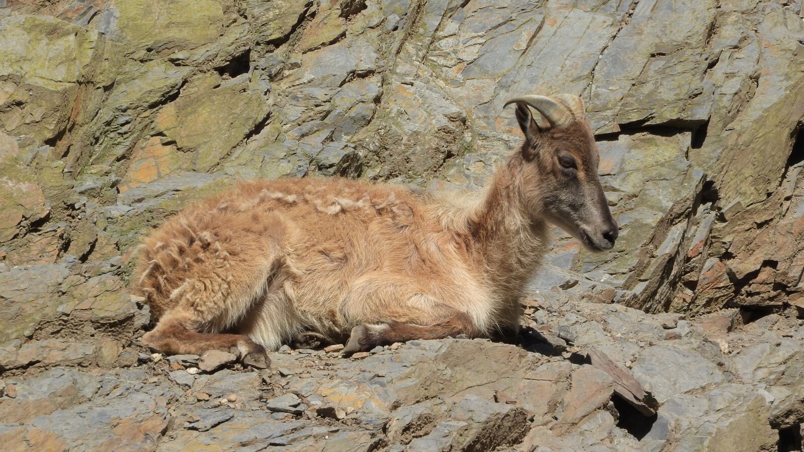 Nikon Coolpix P610 sample photo. Tahr, tahr himalayan, hemitragus photography