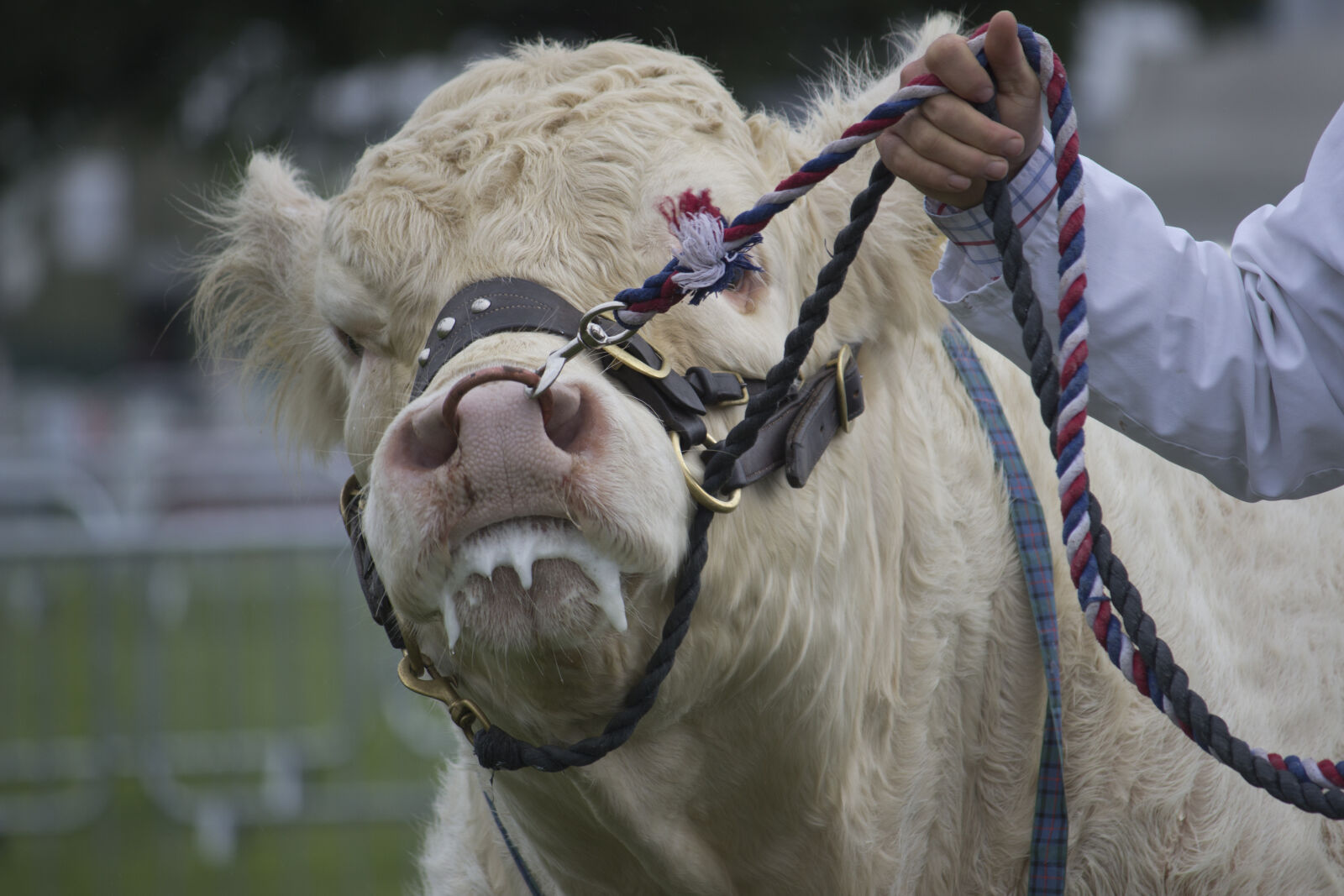Canon EF-S 55-250mm F4-5.6 IS sample photo. 2017, animal, bull, bulls photography