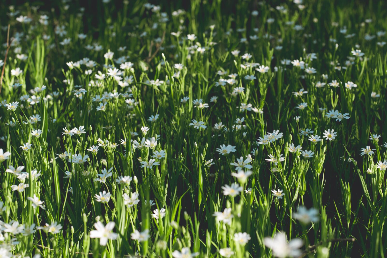 Nikon D5600 sample photo. Spring, flowers, forest photography