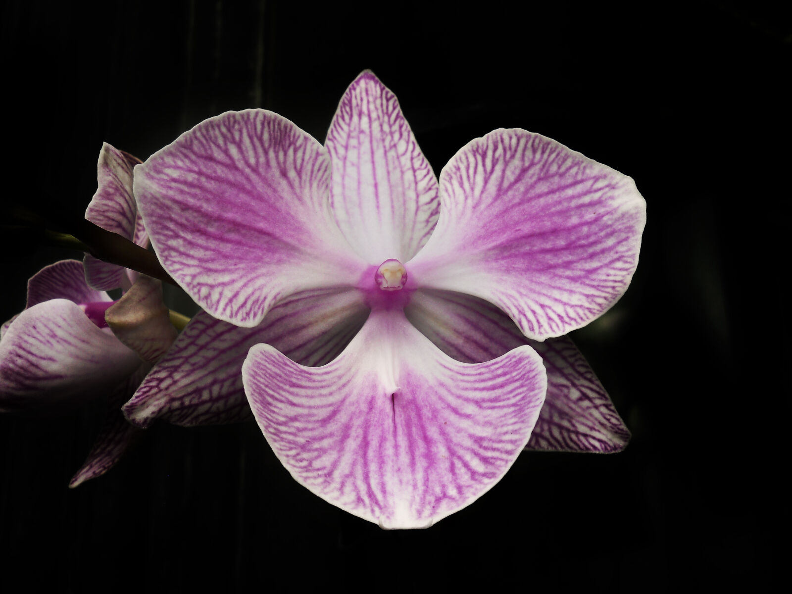 Nikon Coolpix L22 sample photo. Flowers, garden, orchid photography