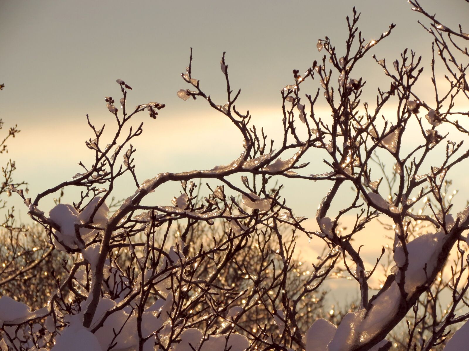 Canon PowerShot SX40 HS sample photo. Winter, winter forest, frost photography