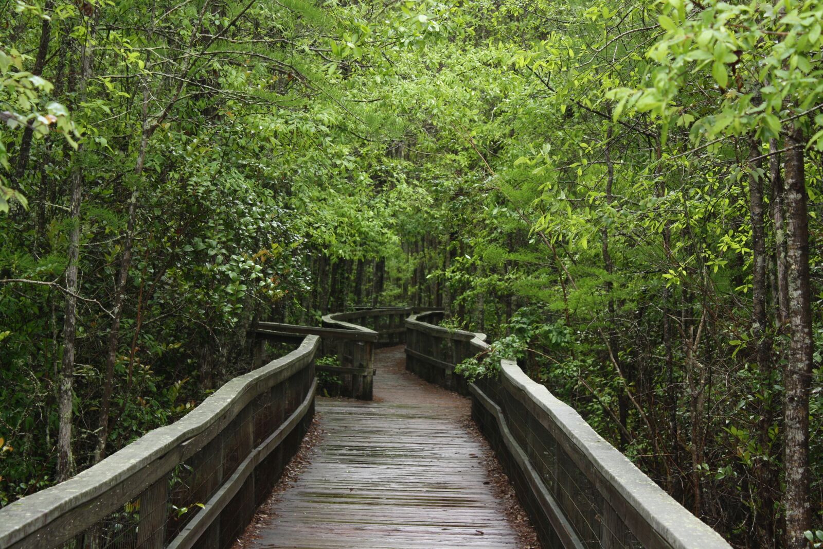 Canon EOS 1000D (EOS Digital Rebel XS / EOS Kiss F) sample photo. Nature, peaceful, green photography