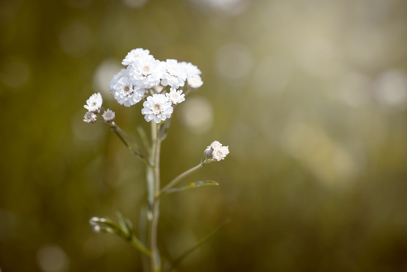 Nikon D750 sample photo. Ranunculus aconitifolius, eisenhut-crowfoot, flower photography
