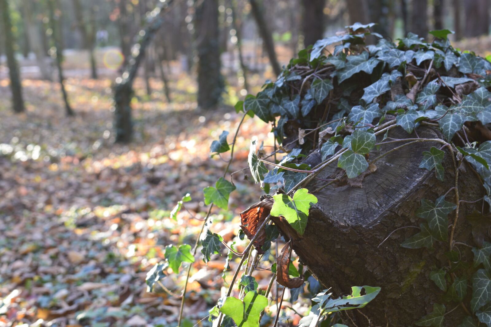Nikon D3300 sample photo. Autumn, bulgaria, mountain photography