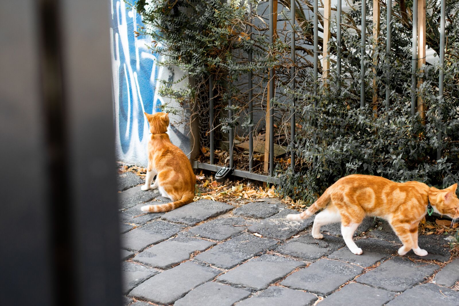 Nikon D3400 sample photo. Pet, cats, pavement photography