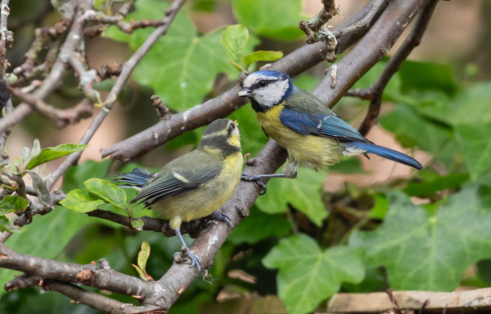 Canon EOS 5D Mark III sample photo. Fledgling blue tit, baby photography