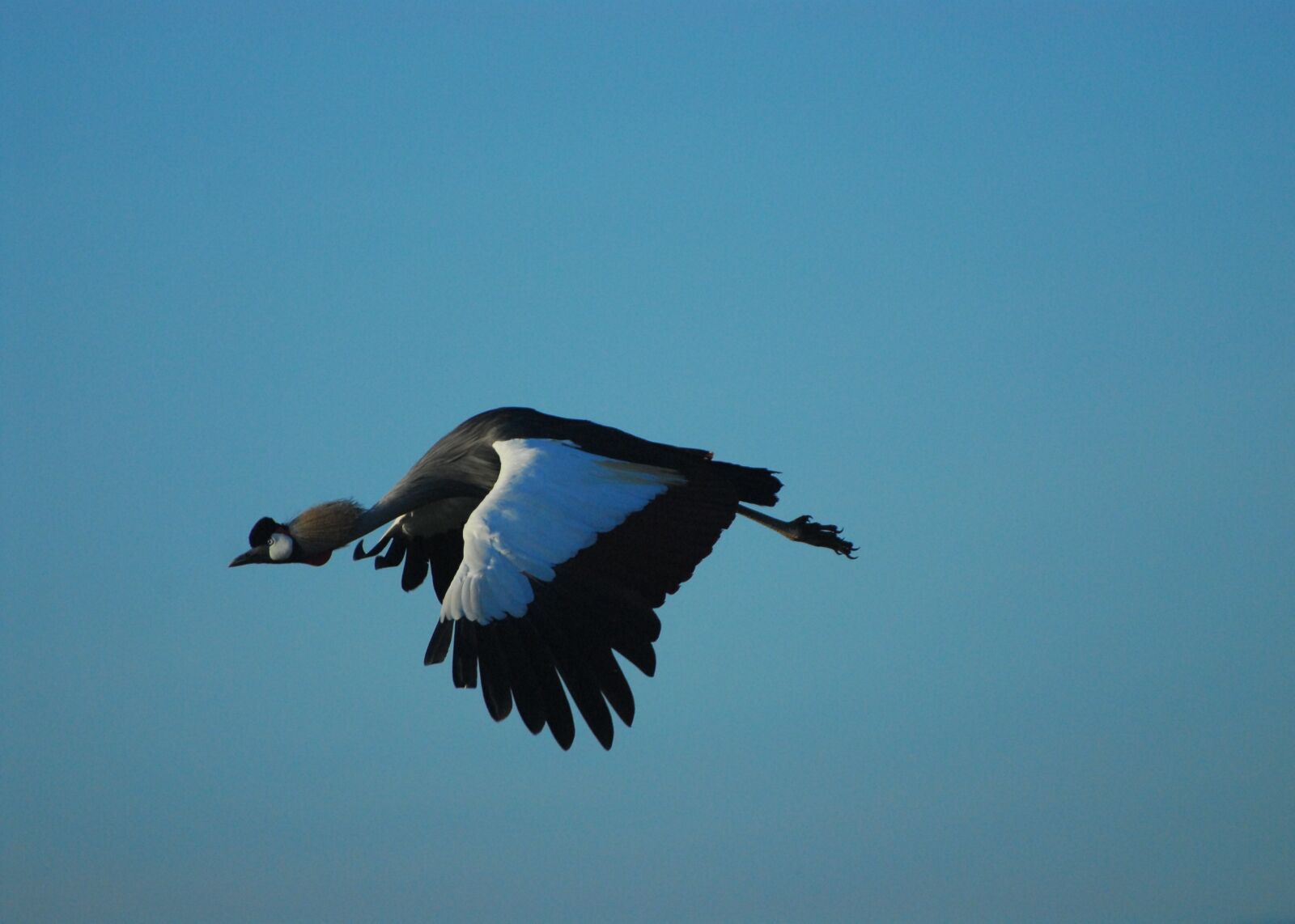 Nikon D200 sample photo. Flight, crowned crane, bird photography