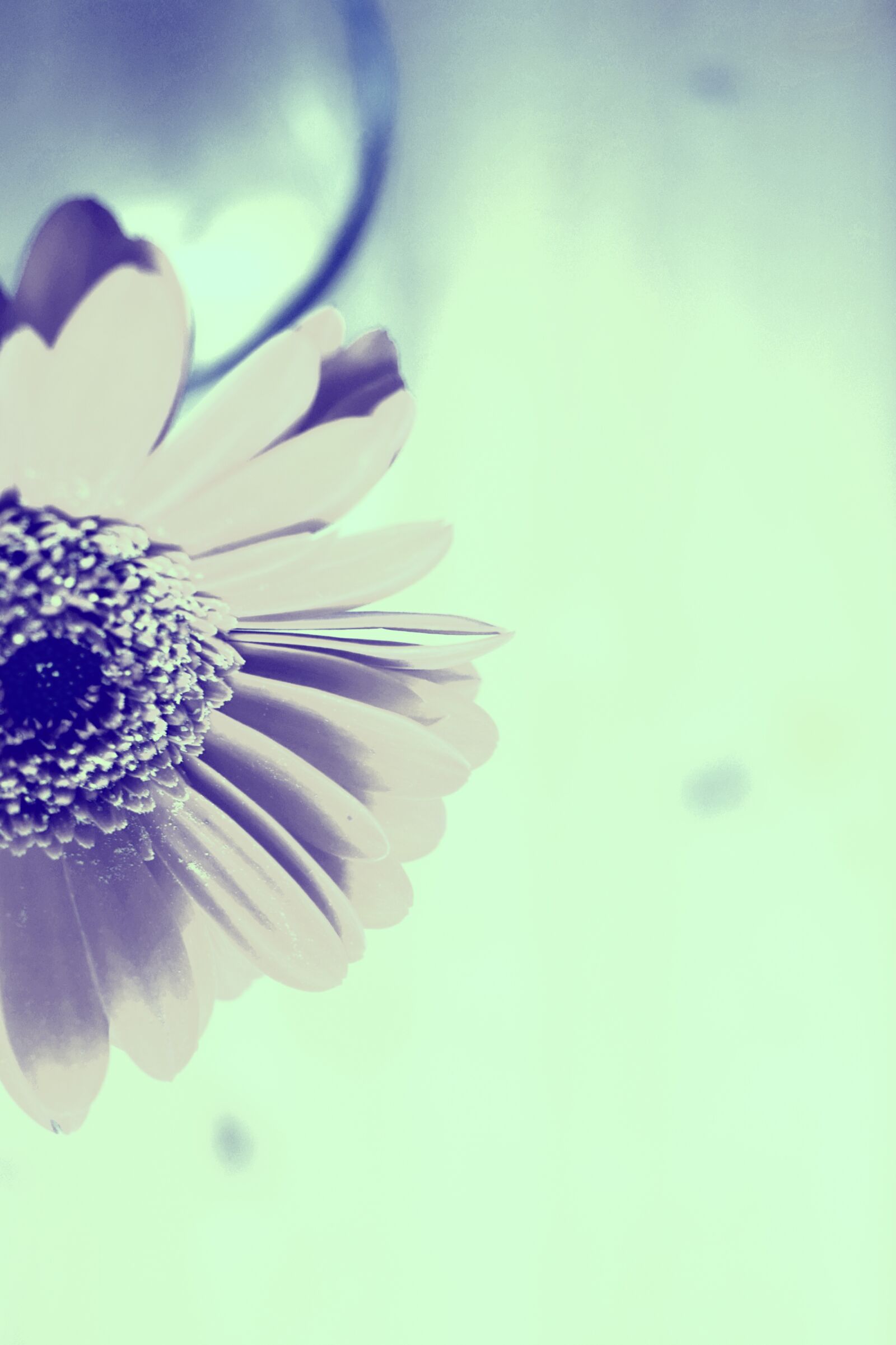 Nikon D3300 sample photo. White, gerbera, flower photography
