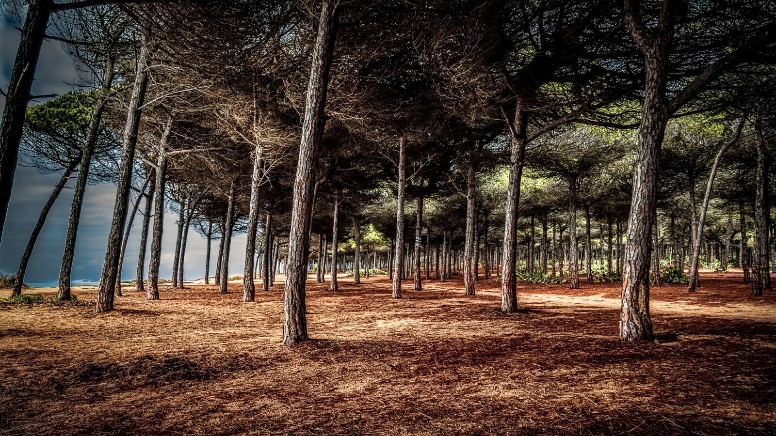 Canon EF-S 17-85mm F4-5.6 IS USM sample photo. Woods, beach, landscape photography
